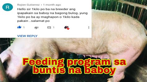 pwede bang purgahin ang buntis na baboy|Feeding Guide for Pregnant Sows: Tips Para sa Safe Delivery.